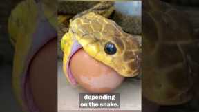 How To Properly Care for a Pet Snake | Pet Pointers