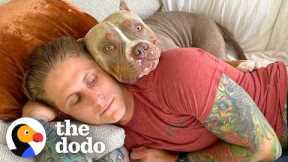 Six Reasons Why We're Obsessed With Pit Bulls ❤️ | The Dodo