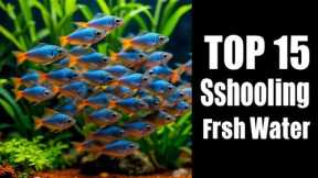 10 Best Schooling Fish for Freshwater Aquariums:  Peaceful Species to Transform Your Tank