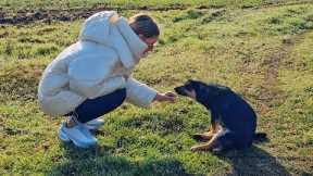 Hit by Car and Unable to Walk, Dog Found Helpless by the Road