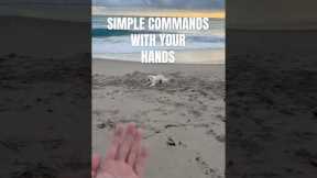 Simple commands for your dog #training #dogvideos #funny #cutedog #puppies