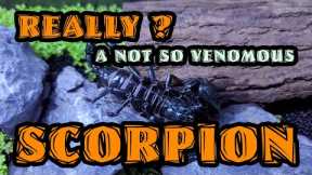 Scorpion from  a Pet Shop in Cartimar