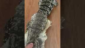 Lizard Tegu Enclosure Shedding Skin #lizard #shedding #teguenclosure #beardeddragonlife