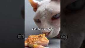 10 Exotic pets u can legally own! #animals #cutepets #pets #cuteanimals #cute # #bestpets #petlover