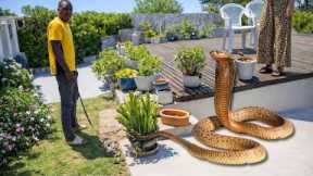 HUGE Deadly Snake In Her Yard