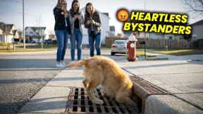 This Puppy’s Head Got Stuck in a Storm Drain 💔 What Happened Next Is Heartbreaking