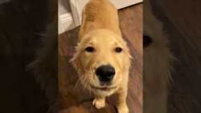 The Happiest Dog I’ve Ever Seen! 😂