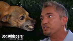 How to Tame an Aggressive & Possessive Dog! | Dog Whisperer with Cesar Millan