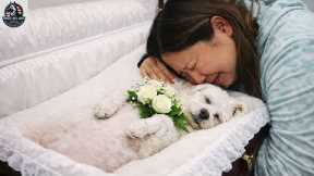 The last day of my beloved dog Charlie  What happened during euthanasia...!