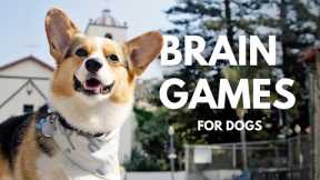 Simple Mental Stimulation Exercises For Dogs