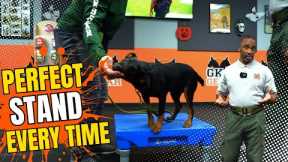 How to Teach Your Dog to Stand on Command | Platform Training Made Easy