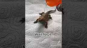 Wait for it...😂 #beardeddragon #beardie #reptile #reptiles #lizard #dragon #pet #cute #exotic pet