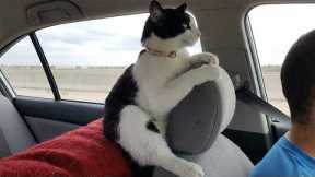 One of The Funniest CATS Videos Ever! 🤣 NEW Funny Cats Video