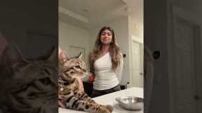 I’ll get it right next time jasper 🥲 #cat #grwm #funny #cats #4urpage #fypシ