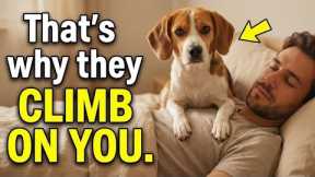 Dog Behavior Explained | Why Dogs Suddenly Sit on You — The Surprising Reason
