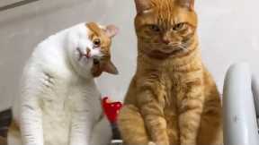 The Funniest CATS on the Planet! 🌍🤣 SUPER Funny Cats Video