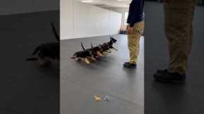 German shepherd k9 puppies training #k9 #k9training #germanshepherd #dog #dogshorts #fypシ #trending