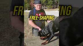 How to Teach Your Dog to Jump Up Safely!