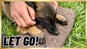Malinois Puppy Learning To OUT! 