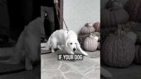 Top 4 Mistakes Making Your Dog Leash Reactive!