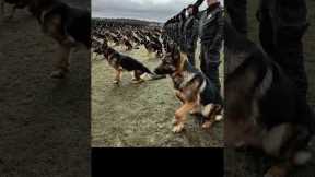 K9 Hero Training: Unbelievable Dog Training Exercises!
