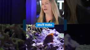 Best First Fish for Your Reef Tank (Beginner’s Guide to a Thriving Saltwater Aquarium)