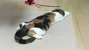 The Funniest CATS of 2026 So Far 😂 NEW Funny Cat Videos 2026