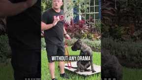 How to Get a Highly Distracted Dog to Listen to You