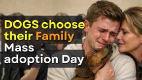 Every Dog Walked Past Everyone… Until This Moment