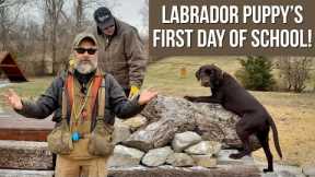 Labrador Retriever Puppy’s First Day Of School!