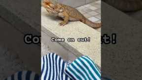 Good boy 😍 #beardeddragon #petlizard #training #challenge #reptile #lizard #pet #animal #shorts