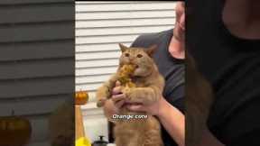 Orange cats are cute😍❤️#cats #lovecats #catvideos #catlover #catshorts #CatShorts #cat #cuteanimals