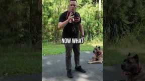 How to Stop 99% of Dog Attacks Before They Start