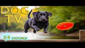 DOG TV: Ultimate Video Entertain for Dogs to Watch When Home Alone - No-Stress & Relax Music for Dog