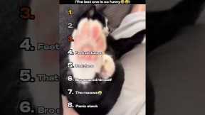 Rating The Funniest Cat Videos 🤣