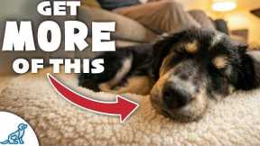 3 Indoor Games That Tire Out Your Hyper Puppy