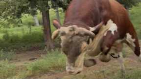 Rufus on guard and let’s check the girls #rufusthebull 