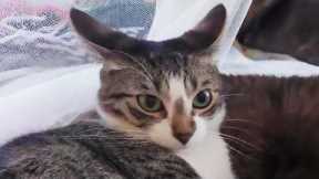 You Laugh, You Lose! 🤣 Funny Cat Videos 2026 😹 Part 120