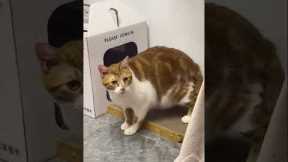 Trick your cat#cat #catsoftiktok #fyp #usa #funnycat