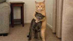 You Laugh, You Lose! 🤣 Funny Cat Videos 2026 😹 Part 106