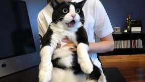 You Laugh, You Lose! 🤣 Funny Cat Videos 2026 😹 Part 100