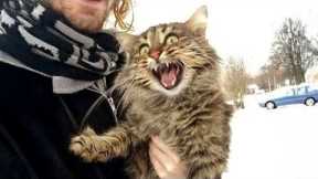 Funny Cats React to Crazy Weather 🤣 The Funniest CATS Video 2026