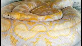 The Worst Pet Snakes!