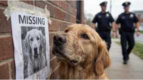 The Scent of Love: How a Golden Retriever Found the Way Home🐕🏠
