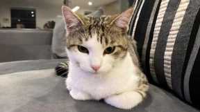 You Laugh, You Lose! 🤣 Funny Cat Videos 2026 😹 Part 105