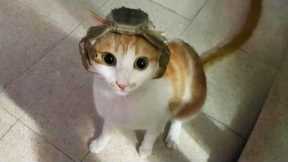 You Laugh, You Lose! 🤣 Funny Cat Videos 2026 😹 Part 110