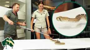 Learning To Handle DEADLIEST Exotic Snakes! | Venom Diaries