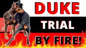 How to Introduce a Dominant Dog Without Creating a Fight