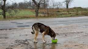 A Starving Dog Couldn’t Believe This Meal Was For Her