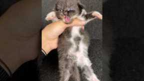 Timelapse of cute kitten growth for 72 days #kitten #cat #catlovers #timelapse #kucing